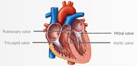 Mitral valve regurgitation - Affluent Medical